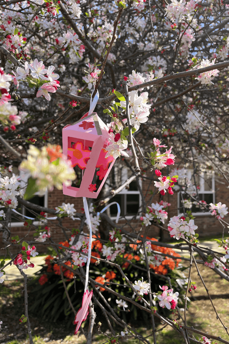 Cherry blossom and lantern