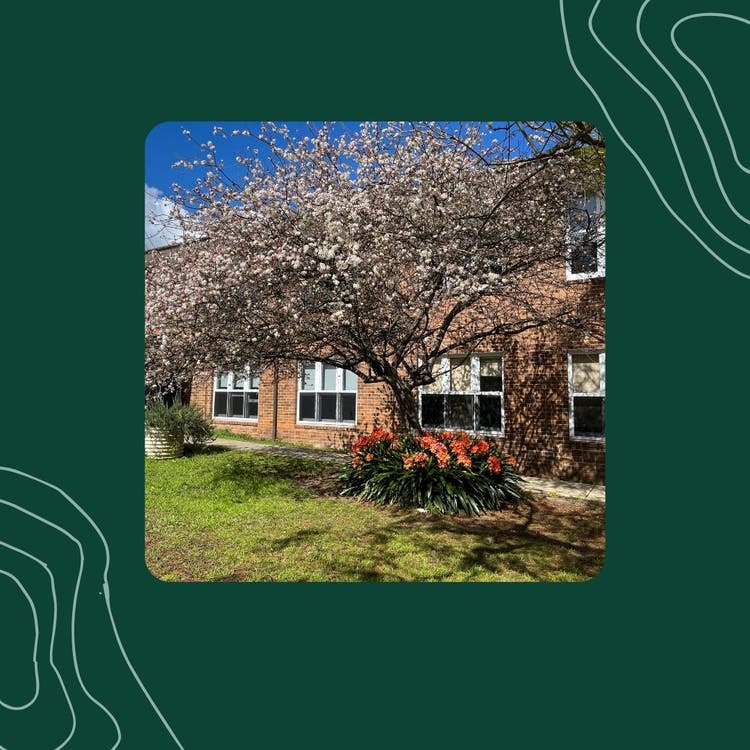 cherry tree at school